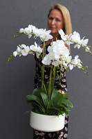 Menato, storczyk w białej donicy, wys.67cm