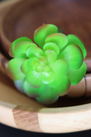 gumowa sztuczna roślina, Sukulent 16,wym.10x20cm