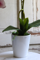 Kefani, różowy storczyk w białej donicy, wys.65cm 