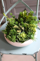 Gerrano, kompozycja sukulenty w białej misie, wys.25cm