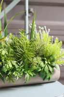 kompozycja sukulenty w długiej donicy, Hektor B, dł.48cm