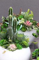 Esperanza Cacti Fiberglass, sukulenty z kaktusem w białej donicy, wys.70cm
