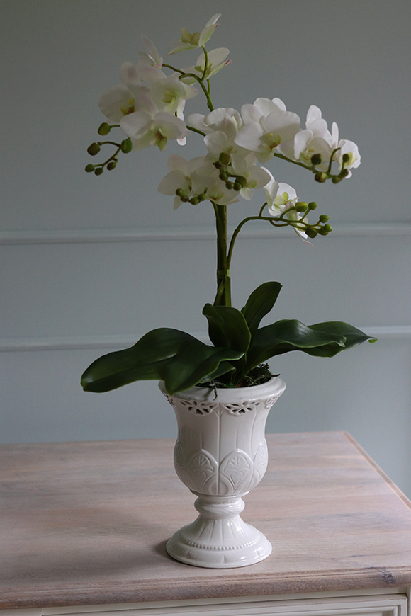 Palotta B, elegancki storczyk w białym pucharze, wys.71cm