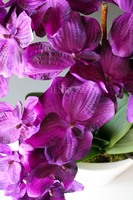 ciekawy storczyk sztuczny Castello Fiolet, wys.55cm