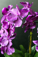 ładny storczyk sztuczny Silver Violet, wys.63cm 