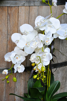 ogromny storczyk w aluminiowej donicy Palazzo wys.110cm