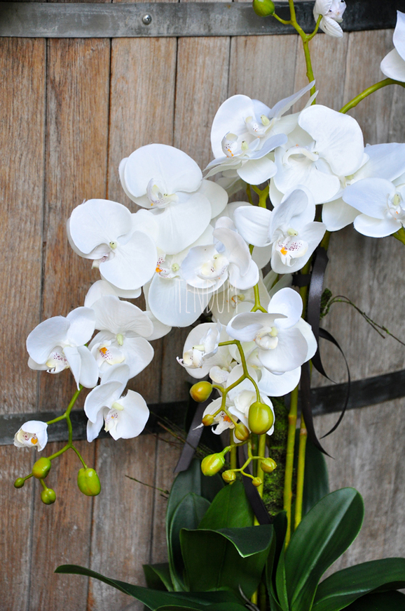 ogromny storczyk w aluminiowej donicy Palazzo wys.110cm