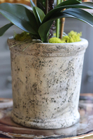 kremowy storczyk w ceramicznej donicy, Nomo, wys.85cm 