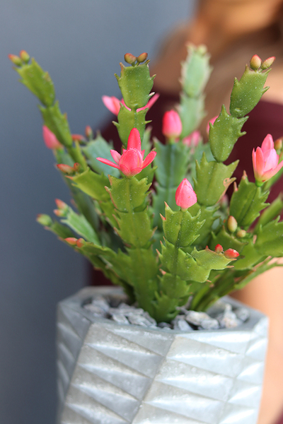 dekoracyjna kompozycja z grudnikiem, Remina, wys.30cm