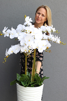 duży storczyk Mediolan Modern, wys.118cm