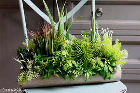 kompozycja sukulenty w długiej donicy, Hektor B, dł.48cm