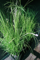 kompozycja Trawy Macarena w sześciennej czarnej donicy, wys.140cm 