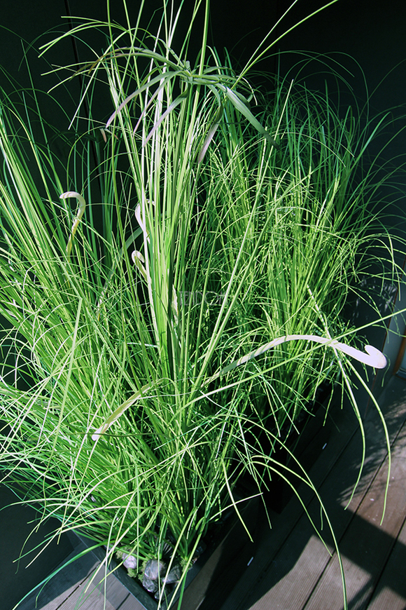 kompozycja Trawy Macarena w sześciennej czarnej donicy, wys.140cm 