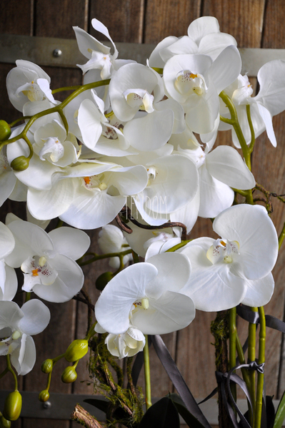 obfity storczyk Romeo w minimalistycznej donicy, wys.70cm