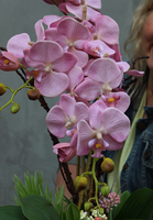 elegancki sztuczny storczyk, Terrana, wys.70cm