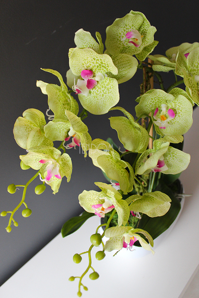 Green zielony storczyk w biało-srebrnej donicy, wys.60cm