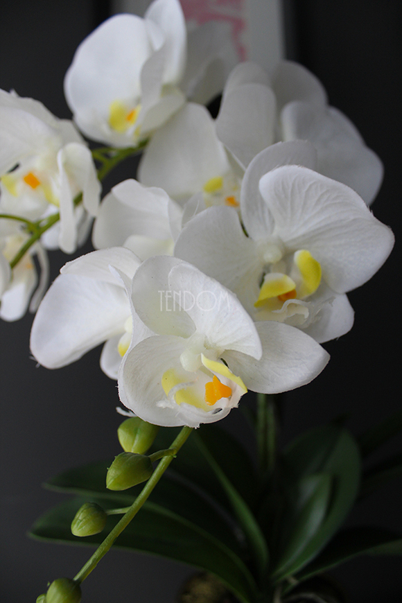 storczyk Golden Day w złotej donicy wys.55cm