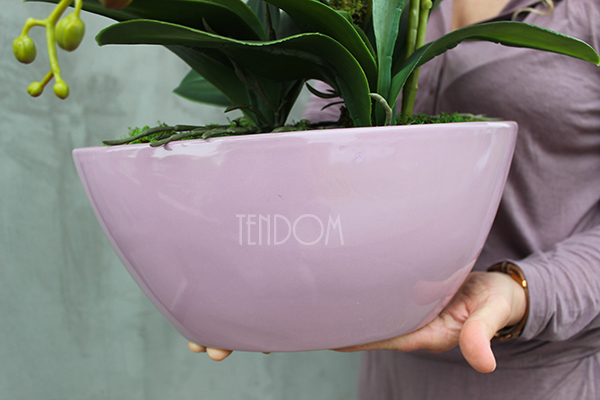 Ballano storczyk w różowej podłużnej donicy, wys.50cm