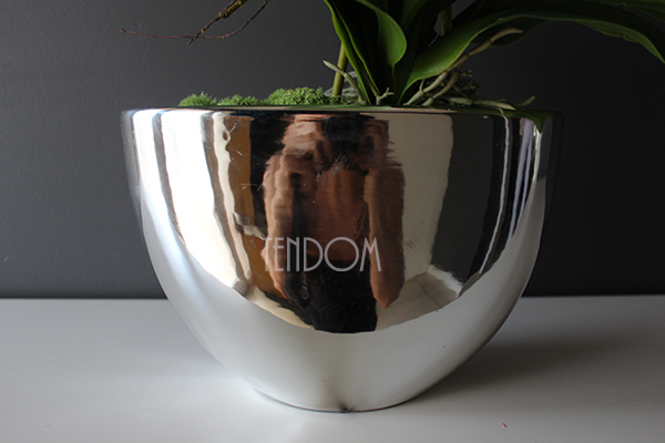 Cinderella Silver Big w srebrnej donicy wys.67cm