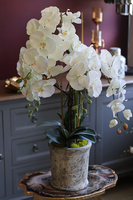 kremowy storczyk w ceramicznej donicy, Nomo, wys.85cm 