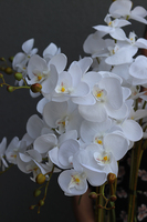 duży storczyk Mediolan Modern, wys.118cm