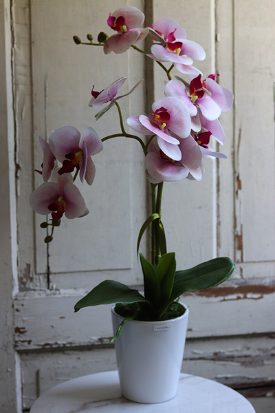 Kefani, różowy storczyk w białej donicy, wys.65cm 