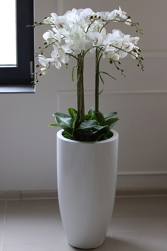 Fiberglass Grande Simple White, efektowny storczyk w białej donicy z fiberglass, wys.118cm