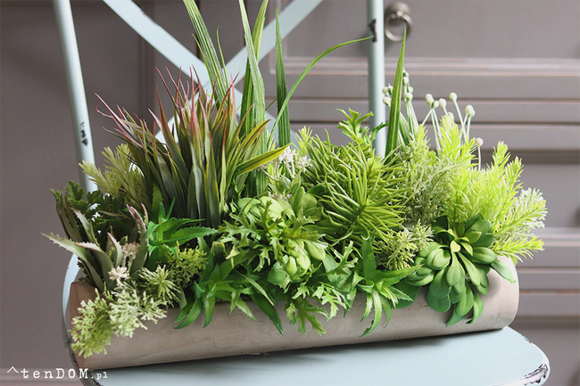 kompozycja sukulenty w długiej donicy, Hektor B, dł.48cm