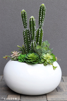 Esperanza Cacti Fiberglass, sukulenty z kaktusem w białej donicy, wys.70cm