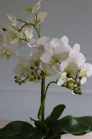 Palotta B, elegancki storczyk w białym pucharze, wys.71cm