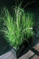 kompozycja Trawy Macarena w sześciennej czarnej donicy, wys.140cm 