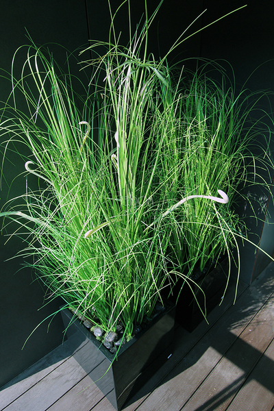 kompozycja Trawy Macarena w sześciennej czarnej donicy, wys.140cm 