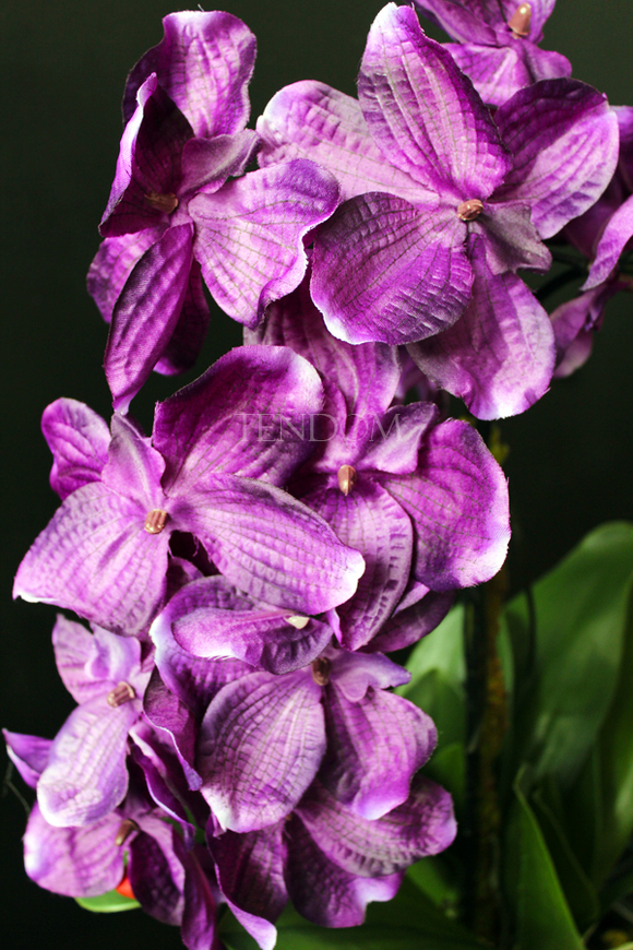 ładny storczyk sztuczny Silver Violet, wys.63cm 