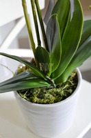 storczyk Marocco w ceramicznej, białej donicy wys.54cm