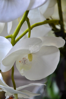 ogromny storczyk w aluminiowej donicy Palazzo wys.110cm