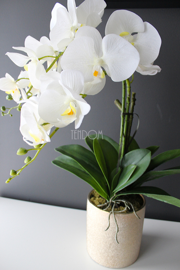 storczyk Golden Day w złotej donicy wys.55cm