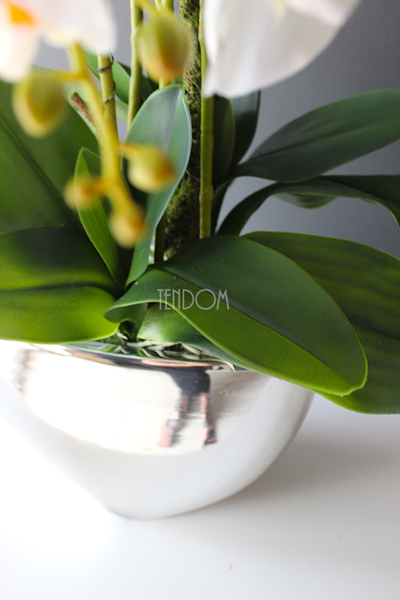 Cinderella Silver Big w srebrnej donicy wys.67cm