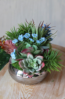 Kelona, kompozycja sukulenty w okrągłej lustrzanej donicy, wys.17cm
