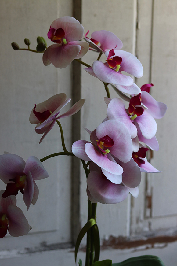 Kefani, różowy storczyk w białej donicy, wys.65cm 