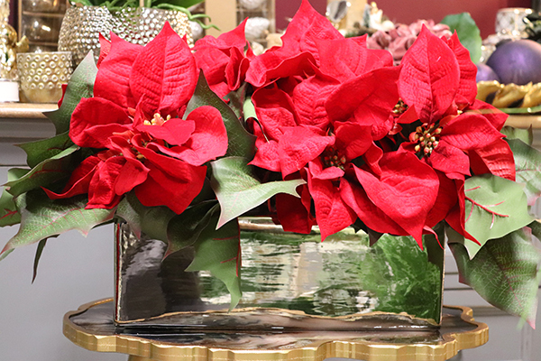 Gwiazda Betlejemska Anya, świąteczna kompozycja z poisencji, wym.35x61cm