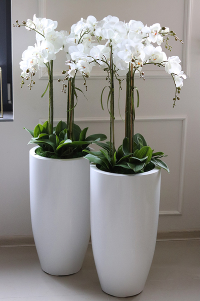 Fiberglass Grande Simple White, efektowny storczyk w białej donicy z fiberglass, wys.118cm 
