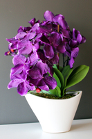 ciekawy storczyk sztuczny Castello Fiolet, wys.55cm