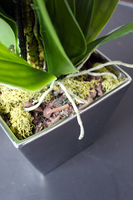 ładny storczyk sztuczny Silver Violet, wys.63cm 