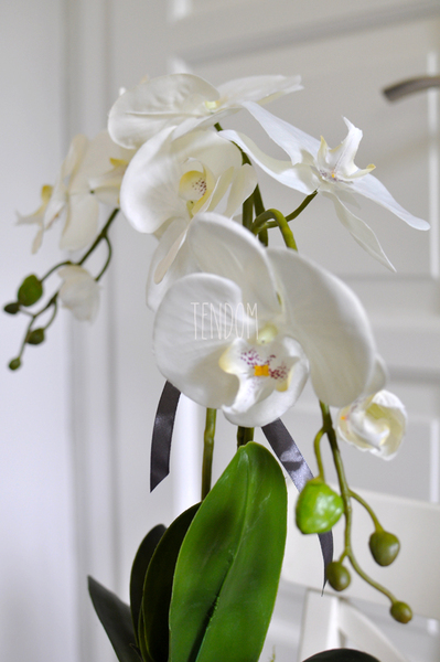 storczyk Marocco w ceramicznej, białej donicy wys.54cm