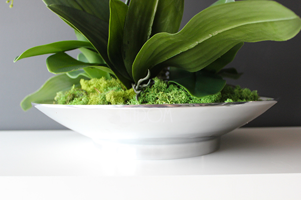 Kreona biały storczyk w biało-srebrnej donicy, wys.55cm