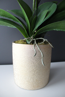 storczyk Golden Day w złotej donicy wys.55cm