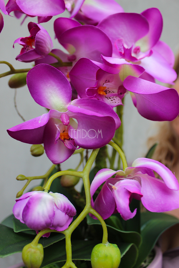 Ballano storczyk w różowej podłużnej donicy, wys.50cm