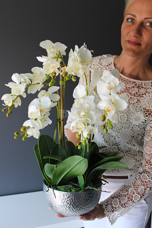 Cinderella Silver Big w srebrnej donicy wys.67cm