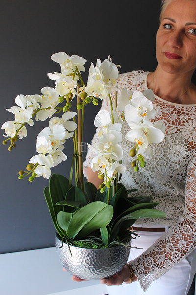 Cinderella Silver Big w srebrnej donicy wys.67cm