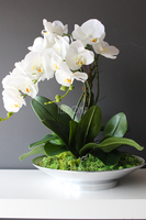 Kreona biały storczyk w biało-srebrnej donicy, wys.55cm